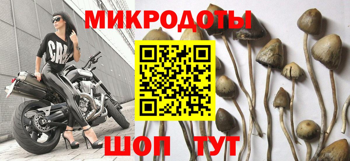 Галлюциногенные грибы Psilocybine cubensis Крымск